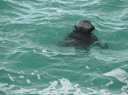 Seal on the North Coast