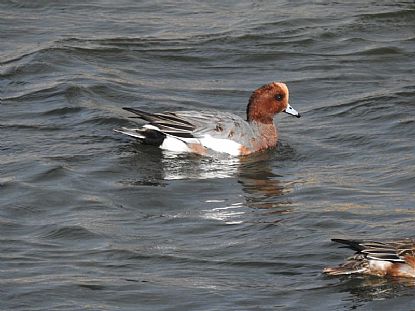 Eurasian Wigeon