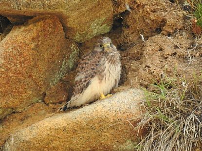 Kestrel Chick on the Land's End Peninsula