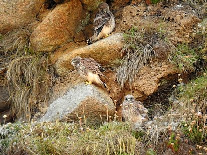 Three Kestrel Chicks