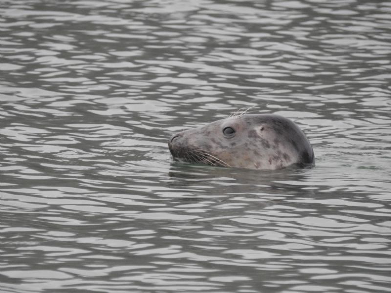 Seal at King Harry's Reach Seal at King Harry's Reach