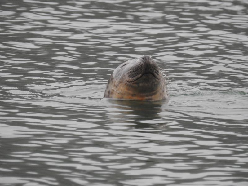 Seal on the River Fal Seal on the River Fal
