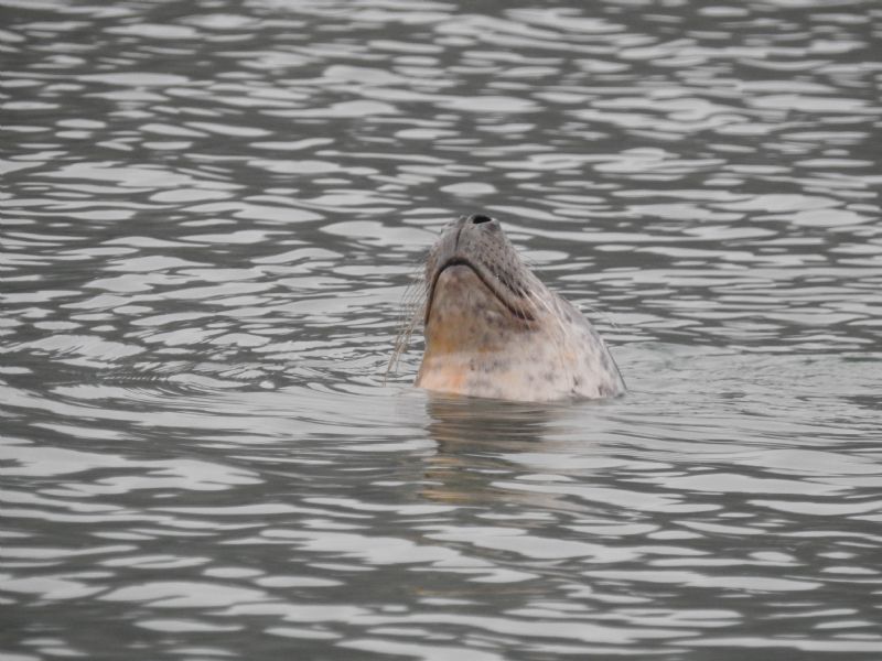 Happy Seal on  the River Fal Happy Seal on  the River Fal