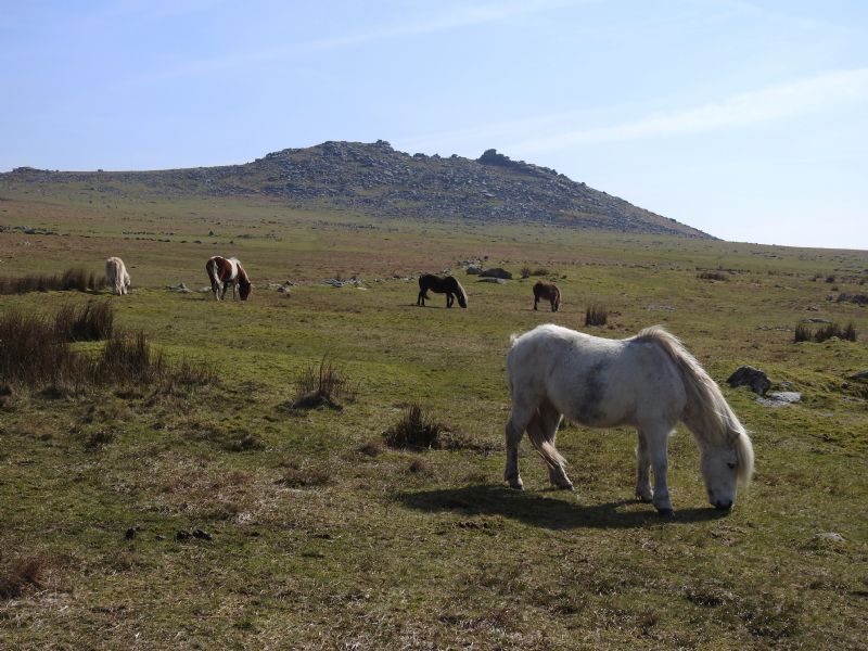 Rough Tor Rough Tor