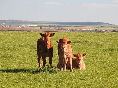 Calves in Spring