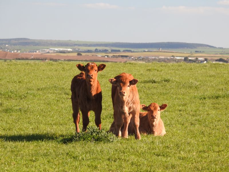 Calves in Spring