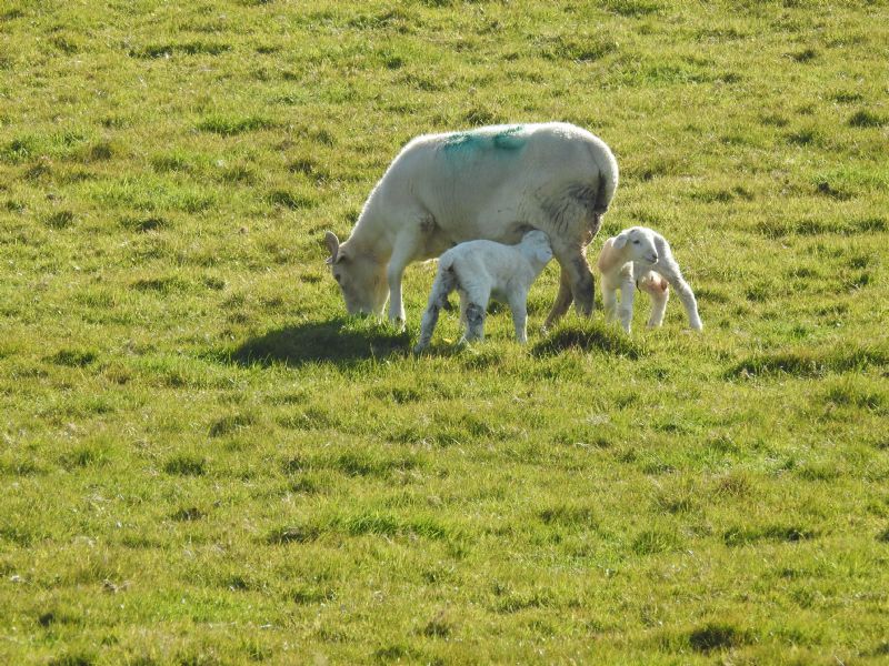 Sheep and Lambs Sheep and Lambs