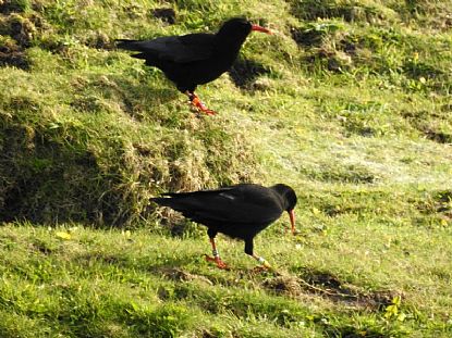 Choughs