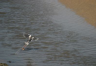 Grey Heron on River Camel near Padstow