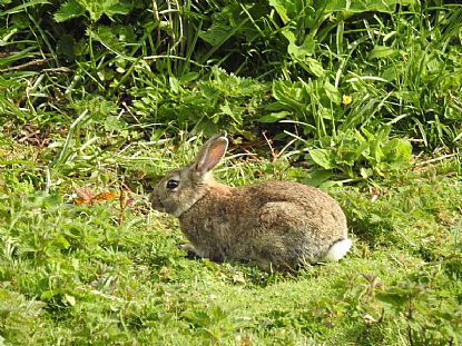 Easter Bunny