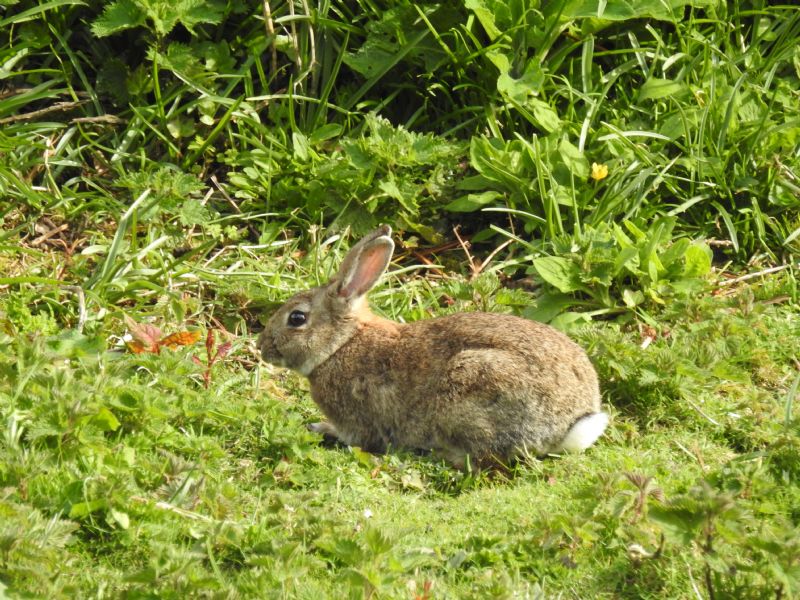 Easter Bunny Easter Bunny