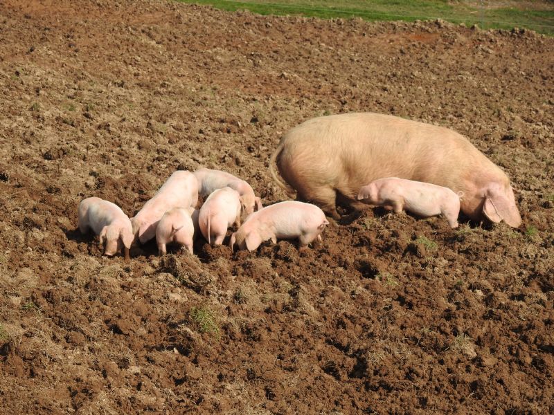 Piglets Piglets