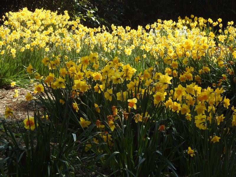 Spring Flowers Spring Flowers