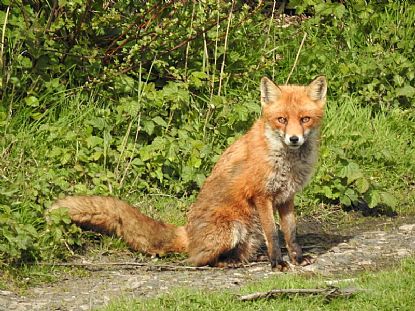 Wildlife