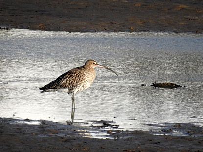 Curlew