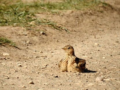 Skylark