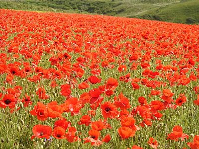 Poppy field at West Pentire