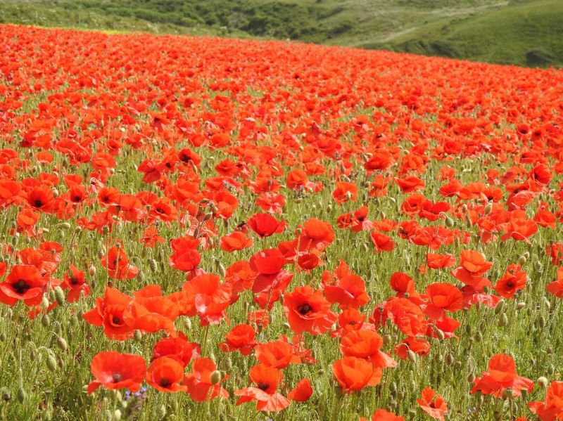 10 things to do in Cornwall in July