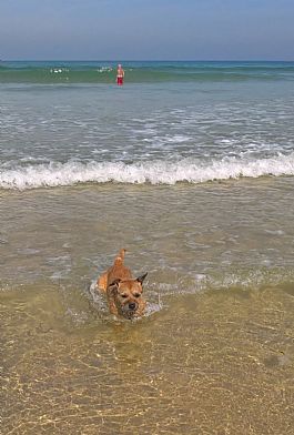 Reg, the Border Terrier at Gwithian Beach