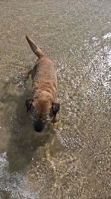 Reg, the Border Terrier at Gwithian Beach