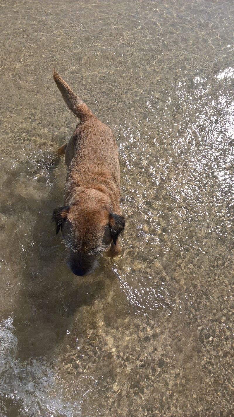 Reg, the Border Terrier at Gwithian Beach