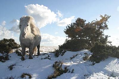 Bodmin Moor Pony in Winter