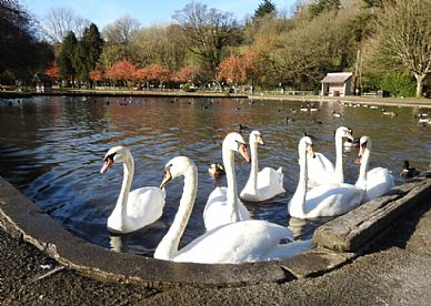 Coronation Lake, Helston - Seven Swans a-Swimming