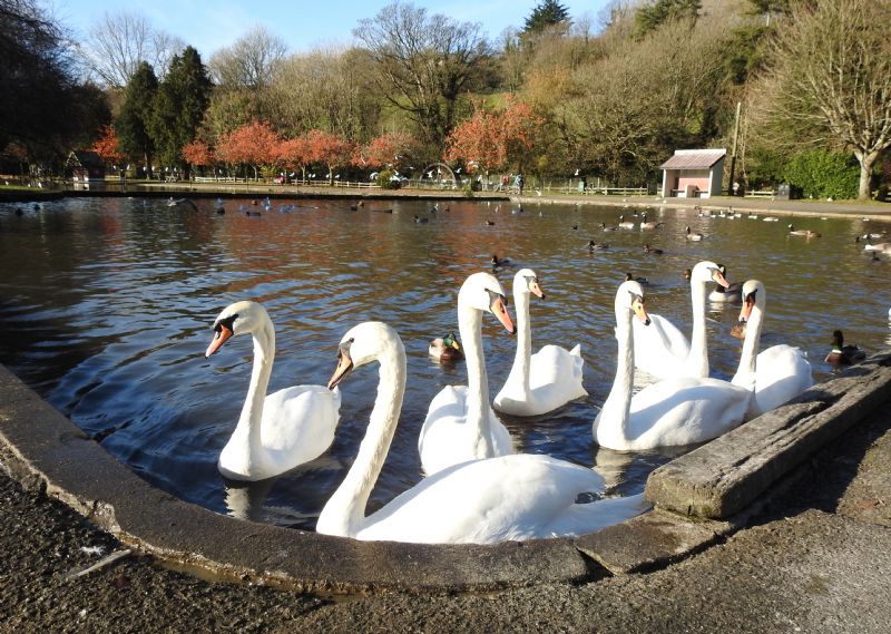 Coronation Lake, Helston - Seven Swans a-Swimming Coronation Lake, Helston - Seven Swans a-Swimming