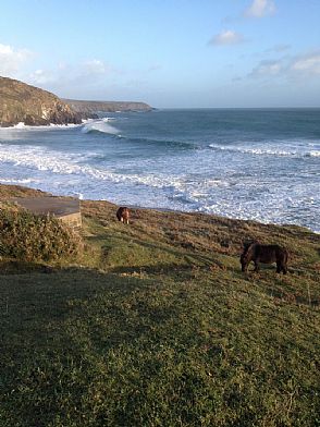 Exmoor Ponies at Kennack Sands