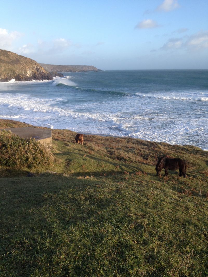 Exmoor Ponies at Kennack Sands