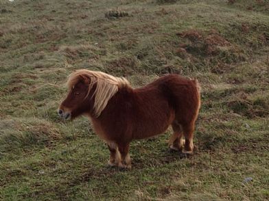 Exmoor Pony at Kennack Sands
