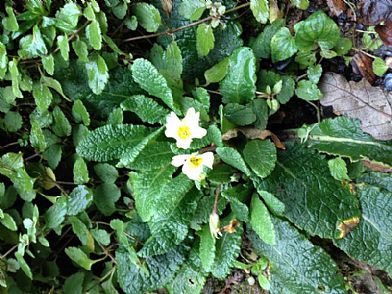 Primroses in a Cornish Garden