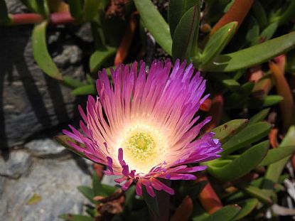 Hottentot Fig Flowers at Prussia Cove
