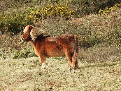 Working Pony at Kennack Sands