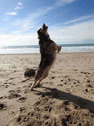 Happy Dog Jumping for Joy on Praa Sands Beach