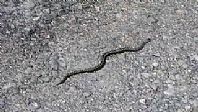 Adder out for a slither near Porthkidney Sands