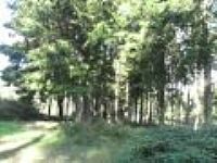 Idless Woods near Truro, Cornwall