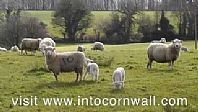 Spring in Cornwall