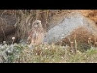 Young Kestrel Regurgitating a Pellet