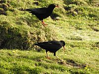 Choughs in Cornwall