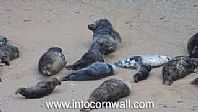 Seals near Pentire in the Newquay Area