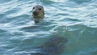 Seals Bottling on Cornwall's North Coast