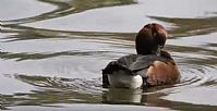 Hardhead Duck on Coronation Lake, Helston