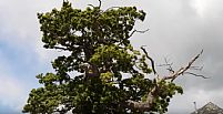 The Darley Oak in Spring