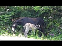 Sophia and Her Newborn Foal