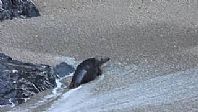 Seal on the Beach