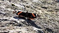 Red Admiral Butterfly Enjoying the January Sunshine