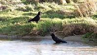 Crow Enjoying a Bath at Holywell Bay
