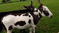 Donkeys Playing