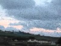 Starlings Winter roosting at Marazion, Cornwall